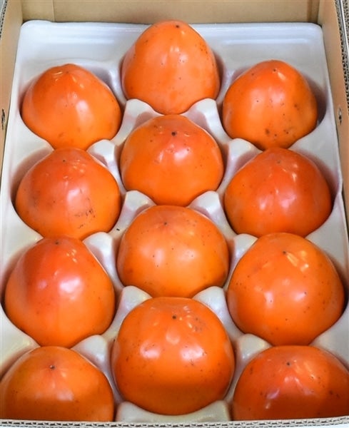 産地直送 通販 お取り寄せ「富士柿」５ｋｇ （３Ｌ１４玉または４Ｌ１２玉）ＪＡにしうわ ＊11月1日頃から発送開始予定:  ＪＡ全農えひめ直販ショップ|ＪＡタウン