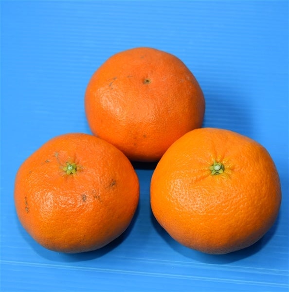 愛媛県産 無農薬 甘平 5kg 5L特大 楽天市場】甘平 5kg～の通販