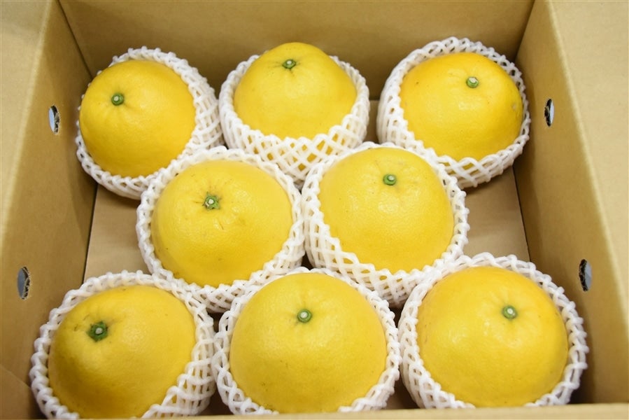 産地直送 通販 お取り寄せ*ご贈答用*「河内晩柑」約3kg(L~4L) 愛媛県産: JA全農えひめ直販ショップ|JAタウン 産地直送 通販 お取り寄せ*ご贈答用*「河内晩柑」約3kg(L~4L) 愛媛県産: JA全農えひめ直販ショップ|JAタウン