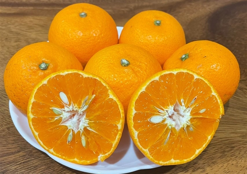 ☆希少柑橘☆「津之望（つののぞみ）」ご家庭用約3．5kg（2S