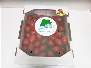 ミニトマトアイコ 約1.4kg: JA全農えひめ直販ショップ|【JAタウン