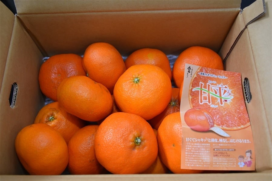 愛媛県産 無農薬 甘平 5kg 5Lサイズ特大厳選 甘平』約5kg（お得用・良L～5L・施設栽培） JAにしうわ