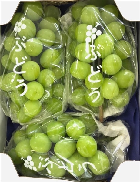 「シャインマスカット」約１．５ｋｇ（２～３房）　＜愛媛・しまなみ育ち＞愛媛県今治市産＊クール冷蔵＊【発送期間限定】9月11日～9月15日の間に発送予定