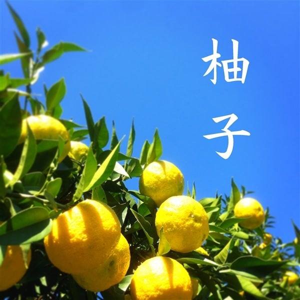 産地直送 通販 お取り寄せ愛媛県産「柚子」たっぷり約２ｋｇ（Ｌ18玉または２Ｌ16玉）ＪＡ愛媛たいき【発送期間限定】11月29日～12月5日の間に発送:  ＪＡ全農えひめ直販ショップ|ＪＡタウン