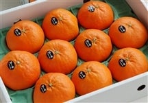 �y�j�o�Q�T�z�u�Õ��v���ϔ��i�G�QL�P�Q�ʁ`�S�k�W�ʁj�i�`�������܂΂�@�y�������Ԍ���z2��1���`2��13���̊Ԃɔ����\��