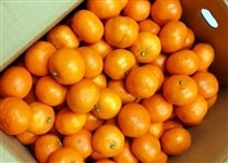  QYʂ݂iƒpj@POiQS`rTCYj@TCYs