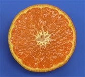 J}_@TiGr`QLj@i`܂΂@yԌz45`413̊Ԃɔ\