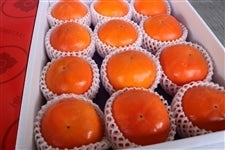 xL`iԏGQkPQʁj `QYEȐH̖o`@i`QyԌz115`1125̊Ԃɔ\
