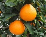 �u�������v�i���Q�ʎ���Q�W���j��T�����i�l�`�S�k�j �i�`�ɂ�����@������������