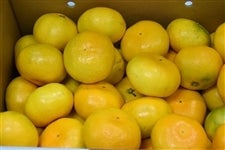 yfPOzuɑ݂v POiDȏr`kji`ɂ@