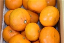  ���ƒ�p�u���Ƃ��v��T�����i�l�`�Q�k�T�C�Y�����E�{�ݍ͔|�j�i�`�ɂ�����@��2��1���ȍ~���������\��@���T�C�Y�s������