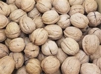 �u����݁v��R�D�T�����i�k�t���E�G�k�T�C�Y�j�@�i�`���K�i���Q�������s�j�Y�@������������