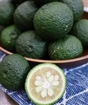 【優品】奥伊予の「青柚子」約２ｋｇ　ＪＡひがしうわ　東宇和柚子生産部会＊クール冷蔵＊【発送期間限定】9月1日～9月12日の間に発送予定