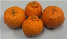  ���ƒ�p�u�|���J���v ��P�O�����i�QS�`�R�k�T�C�Y�����j���Q���Y�@�y�������Ԍ���z2��9���`2��19���̊Ԃɔ����\��@���T�C�Y�s������