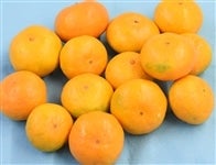 yBPQr`MzB݂S.TʃTCYiQr`MTCYjQΊ۔_@yԌz118`1125̊Ԃɔ\