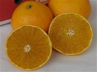 yQWPkEQkzQIWikuQʎ28vS.Tik܂͂QkTCYj@QΊ۔_@yԌz1125`1210̊Ԃɔ\