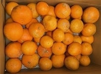 ���Q�I���W�i�����k�u���Q�ʎ���Q�W���v��V�D�T�����i���ƒ�p�킯����E�召�T�C�Y�����j���Q���Y���������������T�C�Y�s������