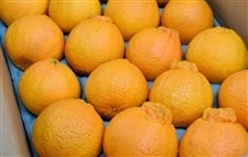 �u�f�R�|���v��T�����i�ǂk�`�R�k�j�i�`�ɂ�����O�苤�I�@��2��10���ȍ~�����\��