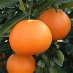 �u�{���ɗ\���v��T�����i�D�ȏ�Q�k�܂��͂R�k�j �i�`�ɂ�����@��2��19���ȍ~�����\��