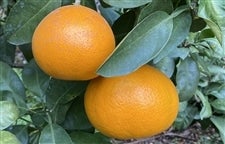 �u�͂邠�����v�i���Q�ʎ���S�W���j��T�����i�l�`�R�k�j�i�`���Ђߒ����@�����Q�I���W�i�����k���@�y�������Ԍ���z3��3���`3��10���̊Ԃɔ����\��