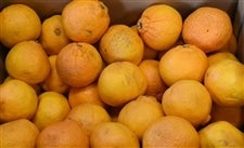 ���ƒ�p���ʁu�s�m�΁v��T�����@�i�`�ɂ�����@���S��1���ȍ~�����\��