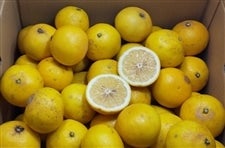 �u�j���[�T�}�[�I�����W�i�����āj�v���ƒ�p��T�D�T�����i�Q�r�`�Q�k�����j�@���Q���Y�@��4��21���ȍ~�����\��@���T�C�Y�s������