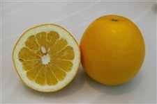 �u�͓��ӊ��v��S�D�T�����i�ǈȏ�r�T�C�Y�j���Q���Y�@��4��21���ȍ~�����\��