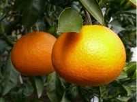 �u�����^���S�[���v��T�����i�QL�`�TL�T�C�Y�����j�@�i�`�ɂ�����@��5��1���ȍ~�����\��@���T�C�Y�s�����E���F���n�i�{�[����