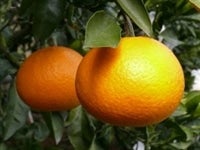 ƒp ^S[ POik`RkTCYj@iAɂO苤I@yԌz320`331̊Ԃɔ\