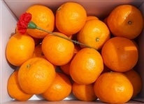 �y��̓��z�u�J���}���_�����v��Q�D�T�����i�ǈȏ�r�`�k�T�C�Y�j���Q���Y�@�y�������Ԍ���z5��7���`5��8���̊Ԃɔ����\��