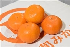 u^i܂ȁj݂v POir`kji`ɂ^ÎΉsyԌz1121`1210̊Ԃɔ\