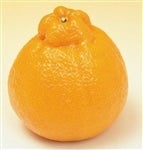 �i�`�ɂ�����u�f�R�|���v��T�����i�k�`�R�k�j�@������������