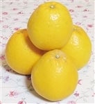 �͓��ӊ��iL�`�R�k�j��V�D�T�����@�i�`�ɂ�����@������������