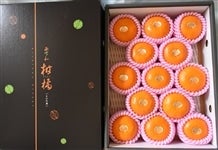 yz݂ikPRʂlPTʁji`ɂ@yԌz715`731̊Ԃɔ\