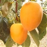 11511`̔Jn\聖y邵Qz `i邵`p}tjPO×Qik܂͂QkTCYj@i`KyԌz117`1117̊Ԃɔ\