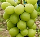uVC}XJbgvPDTiQ`R[j@QE܂Ȃ݈炿QsYN[①yԌz819`831̊Ԃɔ\	̊Ԃɔ\