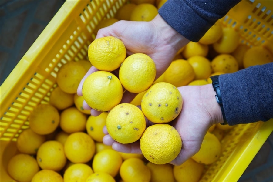露地栽培の為A品にも多少のキズがあります。