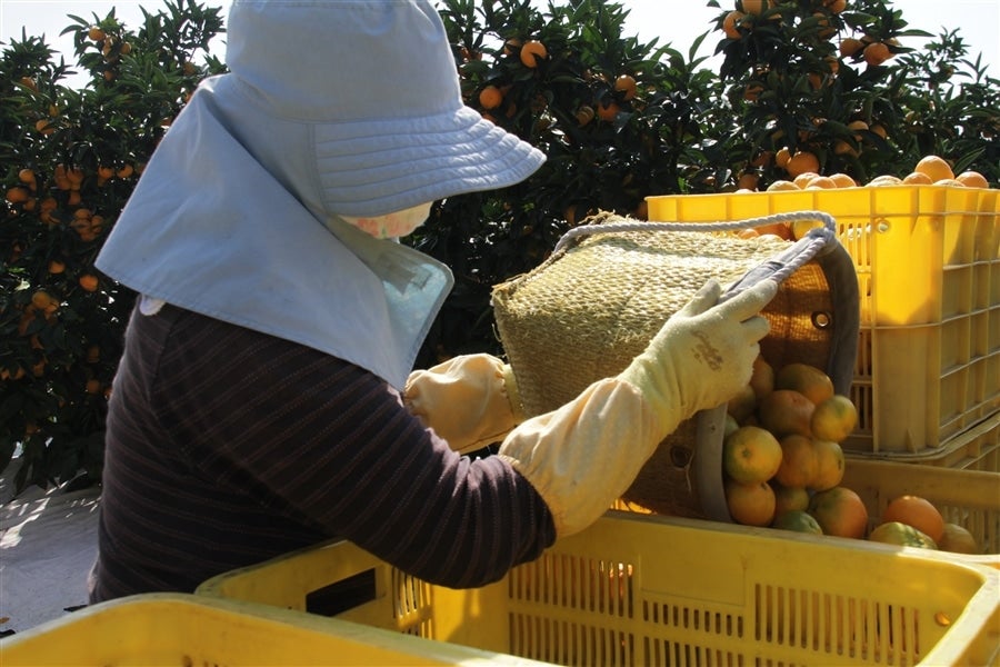 山北みらい 山北早生みかん 約3kg: とさのさとアグリコレット|【JA