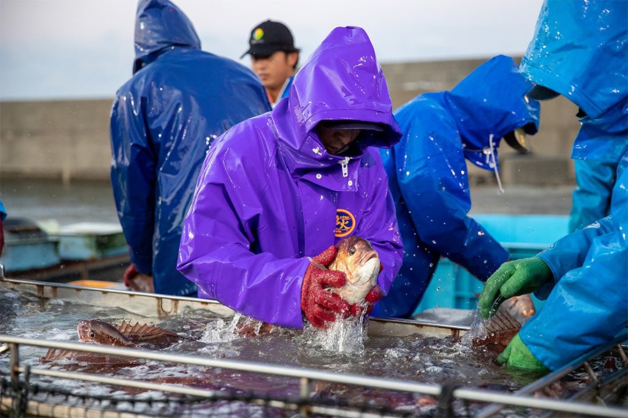 生姜真鯛 鯛しゃぶセット