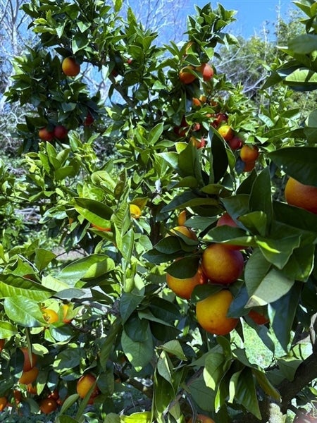 小夏ゼリー 160g×8個