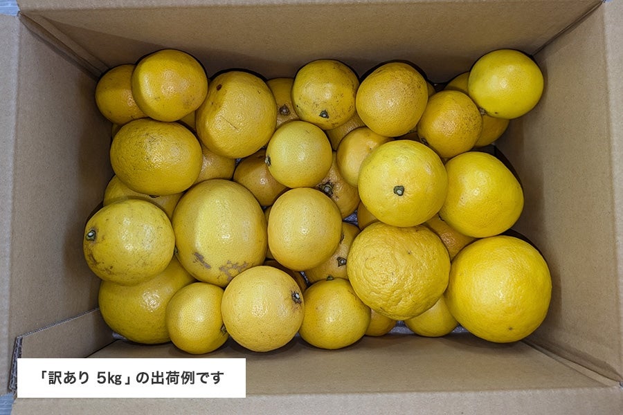 【訳あり】岡宗農園 ハウス小夏 約3kg