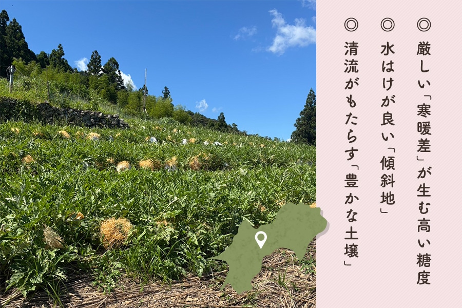 長引すいか 1玉・3Lサイズ（約7kg）: とさのさとアグリコレット|【JA