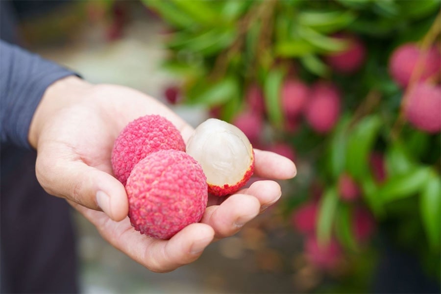 岡宗農園 ご家庭用 ライチ M500g（約17玉）: とさのさとアグリ