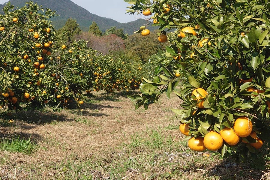 【ご家庭用】千光士農園 西南のひかり