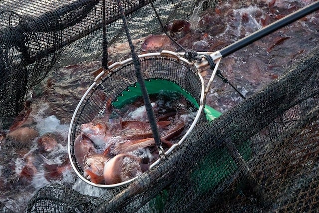 生姜真鯛 鯛しゃぶセット