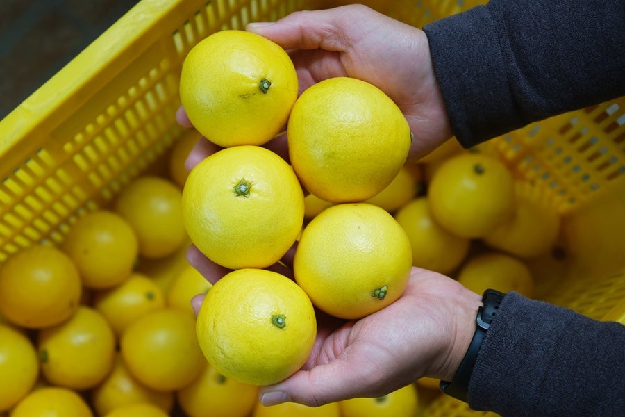 【贈答用】岡宗農園 露地小夏 約5kg