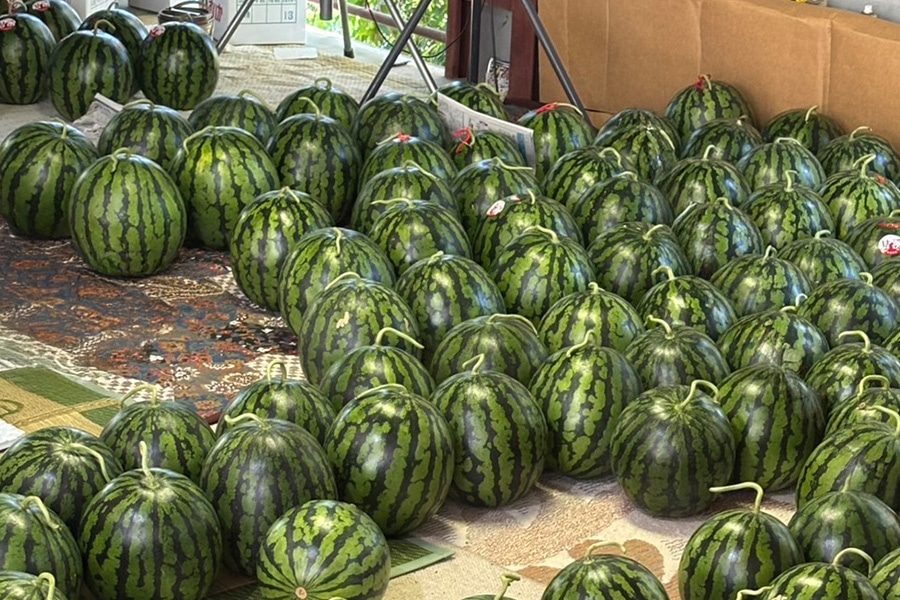 お中元】長引すいか 1玉・3Lサイズ（約7kg）: とさのさとアグリ