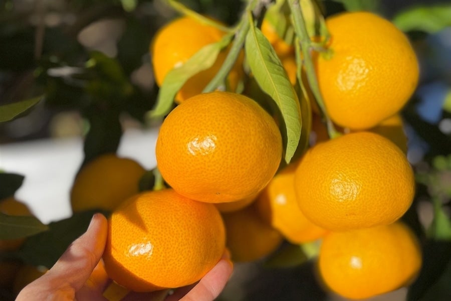 ふじ農園 早生みかん「PREMIUM|プレミアム」大玉6玉