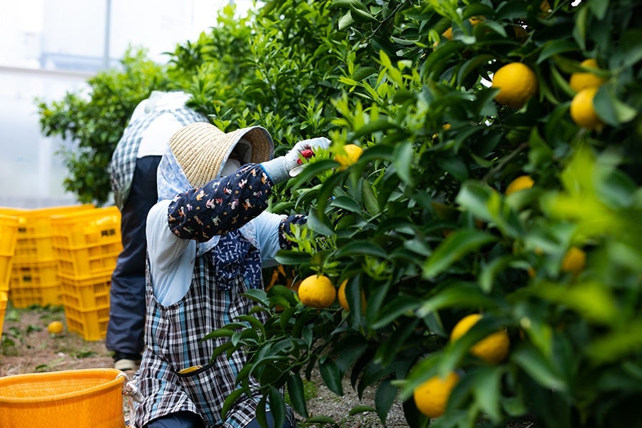 【贈答用】岡宗農園 ハウス小夏 約5kg