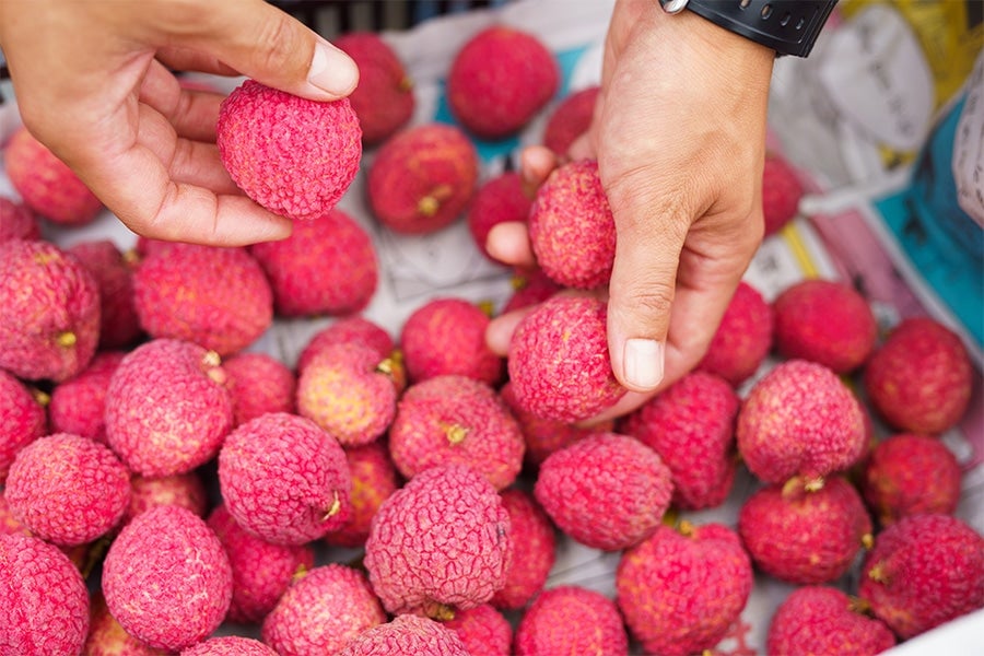 岡宗農園 ご家庭用 ライチ M500g（約17玉）: とさのさとアグリ